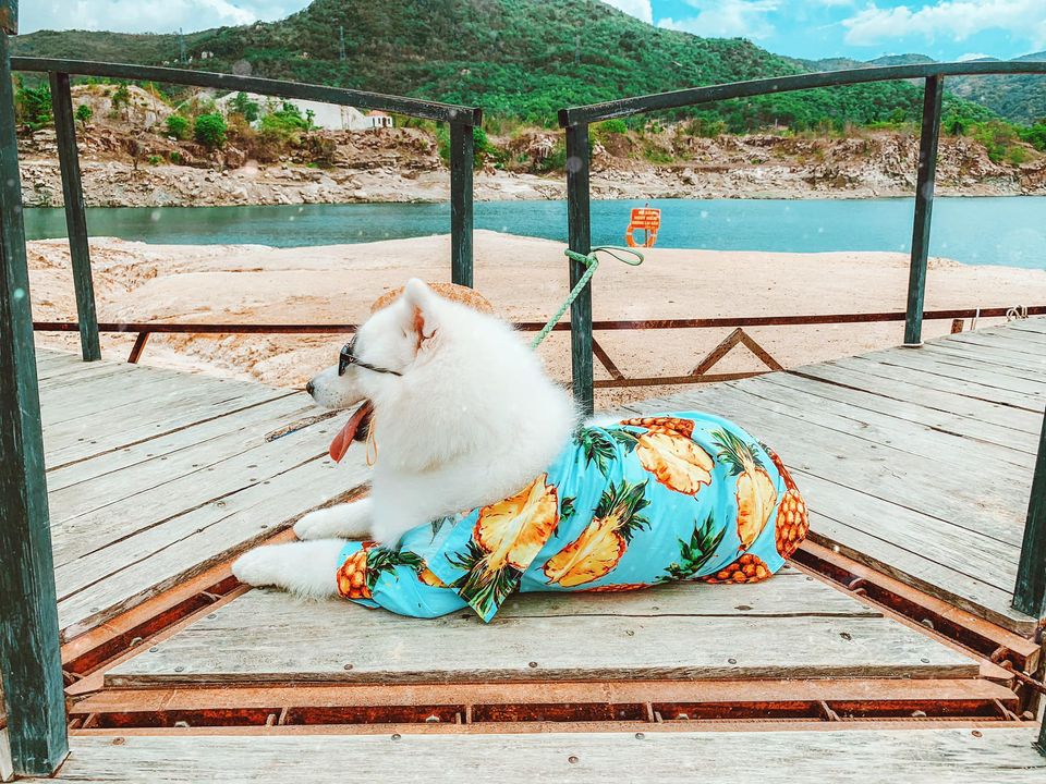 Hình ảnh: Cồ ơi lên xe