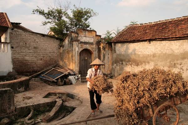 Người dân thu hoạch lạc khi du lịch làng cổ Đường Lâm