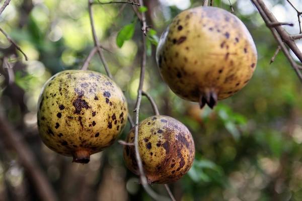 Góc vườn thanh bình ấm áp khi du lịch làng cổ Đường Lâm