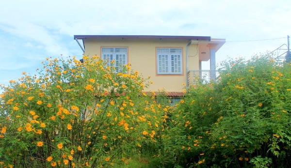 Hoa dã quỳ Đà Lạt khoe sắc vàng rực bên hông nhà - Ảnh: Xuân Lộc