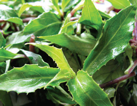 rr 12 đặc sản Tây Nguyên - Cùng iVIVU