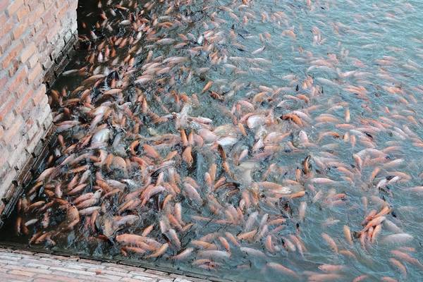 Hồ cá vàng tại Thanh Minh Tự Phan Thiết