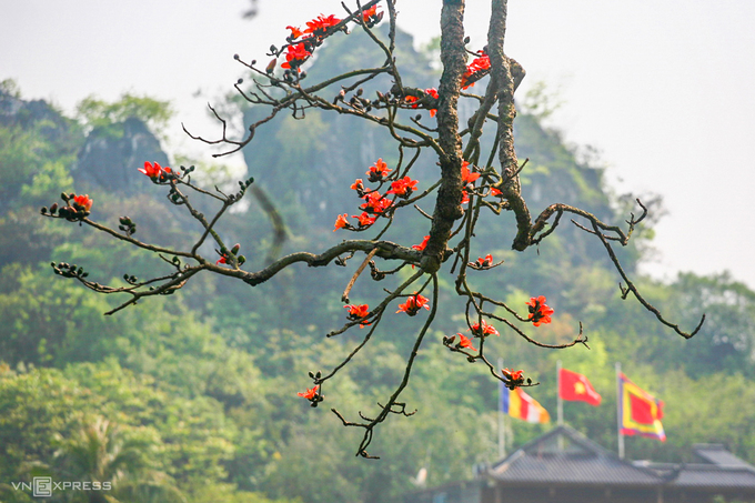 Hoa gạo chùa Thầy có cành hoa rủ xuống đặc biệt