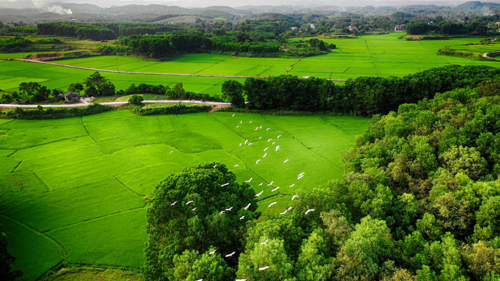 Ảnh: Báo Quảng Ninh