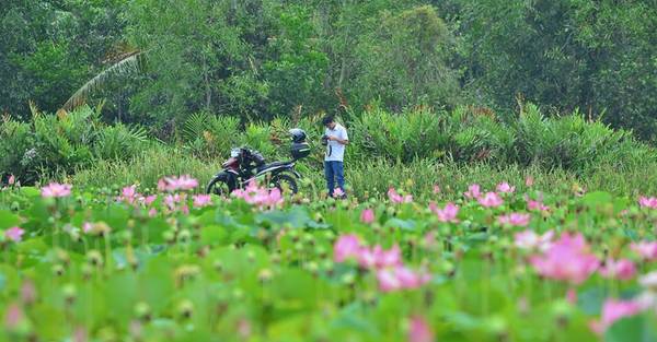 Rừng Hoang Bảy Mẫu hoa sen đẹp