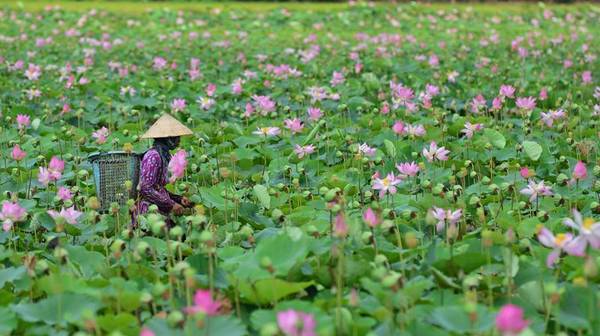 Rừng Hoang Bảy Mẫu đồng sen nở rộ Rừng Hoang Bảy Mẫu đồng sen nở rộ