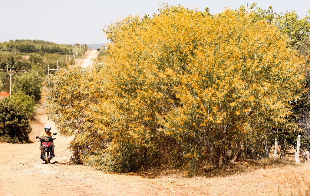 Rừng keo lá tràm vàng rực bên bãi cỏ xanh Phan Thiết