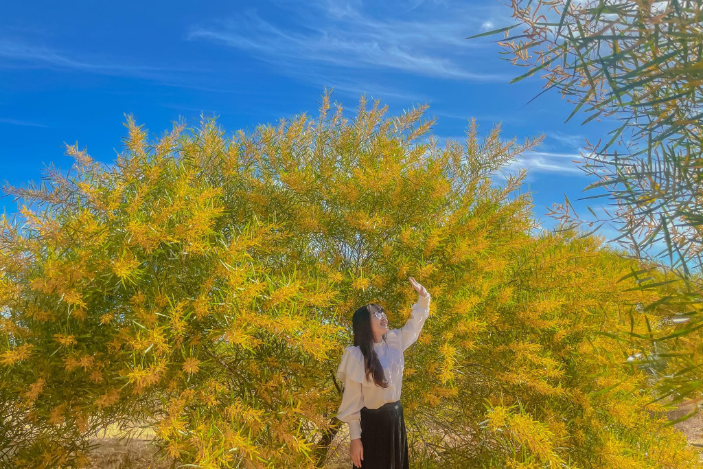 Rừng keo lá tràm dưới ánh nắng hoàng hôn Phan Thiết