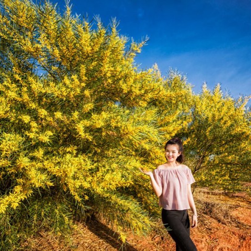 Rừng keo lá tràm Phan Thiết nở hoa