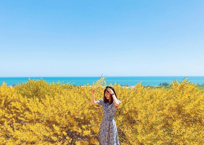 Check-in rừng keo lá tràm nở rộ khi ghé tham quan Phan Thiết