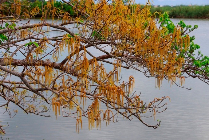 Bông cây chá nở trên mặt nước phá Tam Giang
