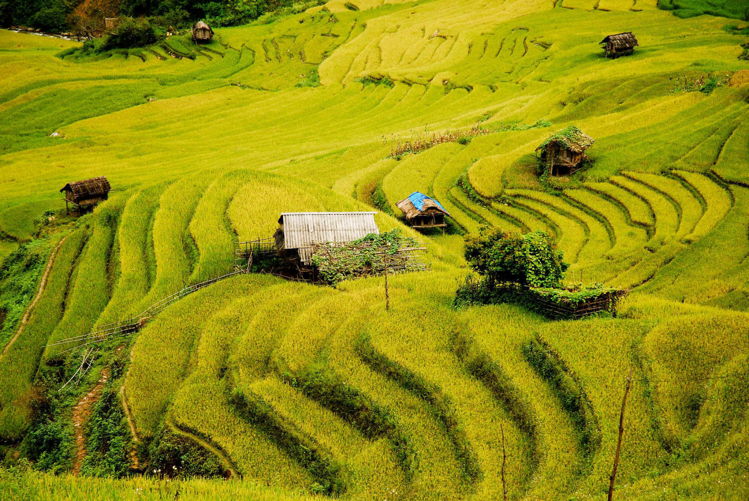Ruộng bậc thang xã Chế Cu Nha. Ảnh: tuananh bui.