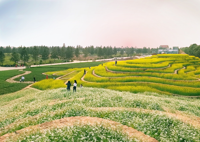Giá vé tham quan ruộng hoa bậc thang tại Đan Phượng