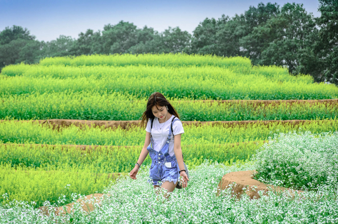 Đường đi đến ruộng hoa bậc thang bằng xe riêng