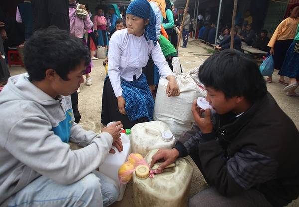 Thu hoạch ngô làm rượu ngô Hà Giang