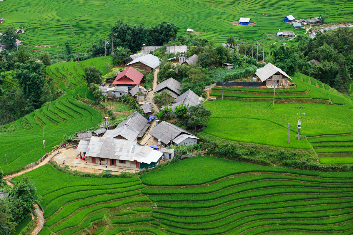 Thung lũng Mường Hoa - Sapa phủ sắc xanh với rừng thông và ruộng bậc thang