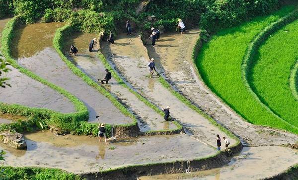Người nông dân cần mẫn với công việc đồng áng tại ruộng bậc thang Sa Pa.