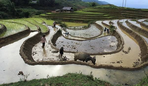 Đường nét vùng cao của ruộng bậc thang Sa Pa.