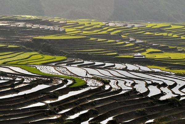 Sắc màu ruộng bậc thang Sa Pa mùa nước đổ.