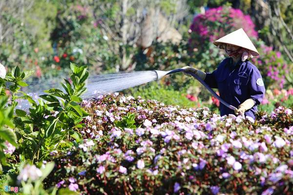 Công nhân chăm sóc tưới hoa liên tục tại lễ hội