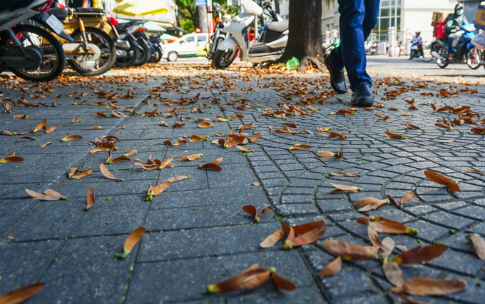 "Trong hơn một tháng nay, quả sao đen rơi xuống liên tục nhất là khi có gió mạnh. Cứ vào chiều và sáng sớm thi trên vỉa hè lòng đường như bị nhuộm vàng", anh Cao Hồng (bán hàng) cho biết.