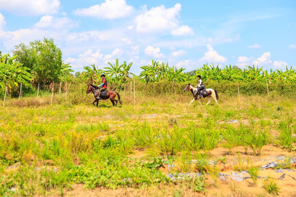 Ngựa tại Saigon Farm Horse Bình Chánh
