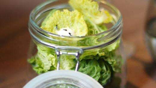 Salad kiến là món ăn sống xa xỉ độc quyền tại Đan Mạch