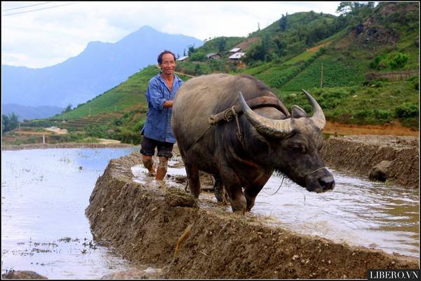 sapa-cay-ruong-02-fff4d sapa-cay-ruong-02-fff4d