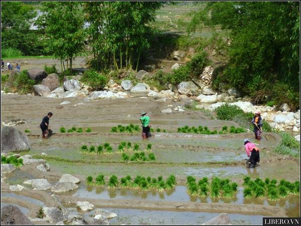 sapa-cay-ruong-fff4d sapa-cay-ruong-fff4d