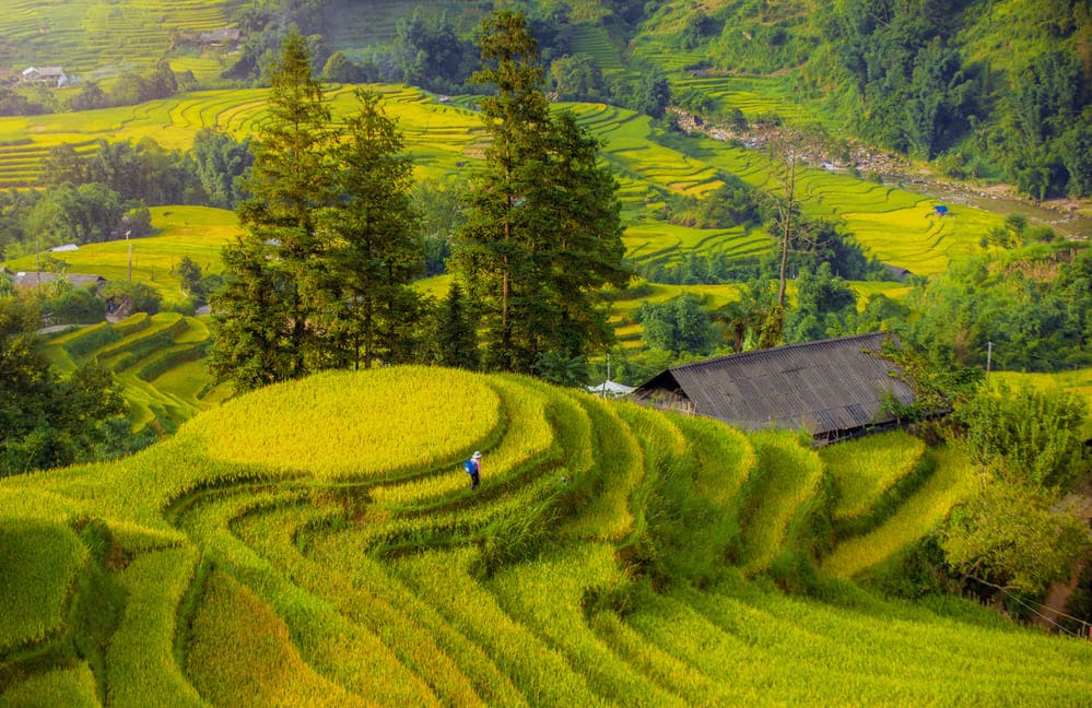 Những cung đường đèo Sa Pa khoác màu vàng rực rỡ