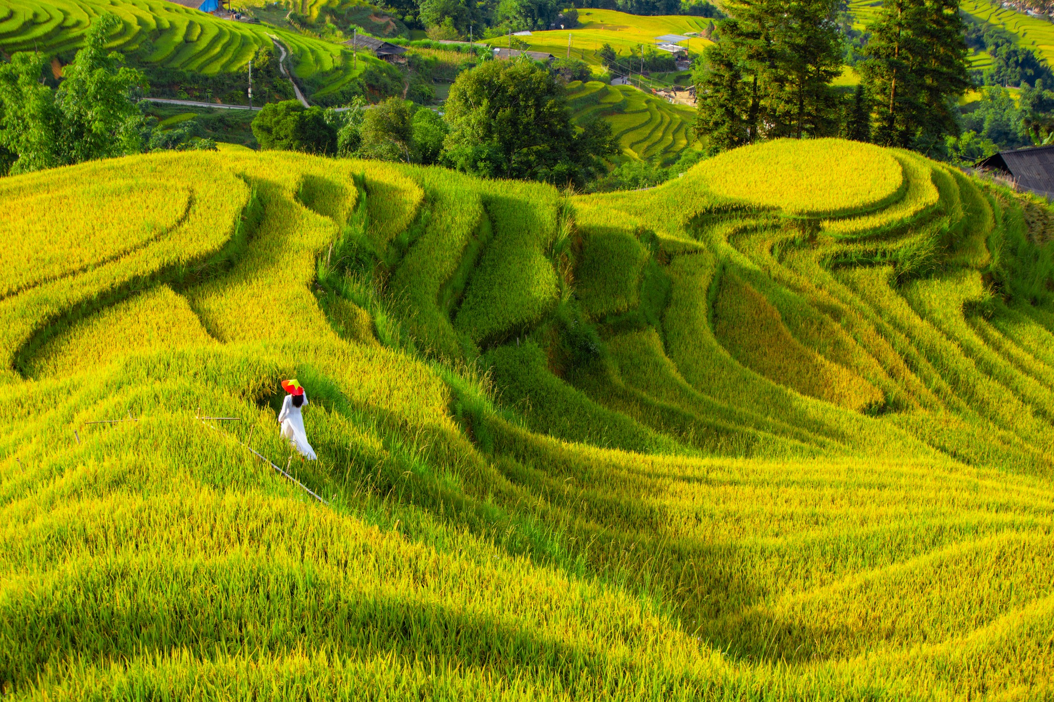 Ruộng bậc thang uốn lượn quanh sườn núi Sa Pa