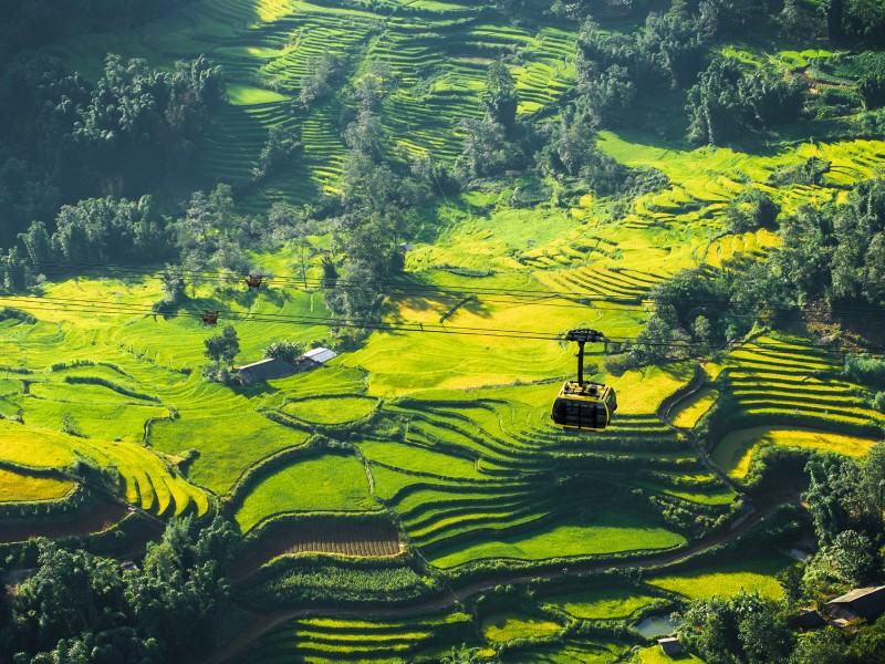 Góc nhìn toàn cảnh mùa lúa chín Sa Pa cùng cáp treo Fansipan