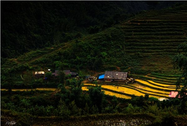 Những ruộng lúa còn sót lại sau mùa gặt