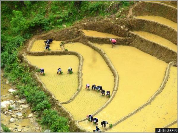 sapa-ruong-bac-thang-fff4d Ruộng bậc thang trập trùng, nhấp nhô những dáng người đang lom khom cày ruộng