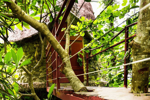 Nhà Aquarium Tree House Nhà Aquarium Tree House