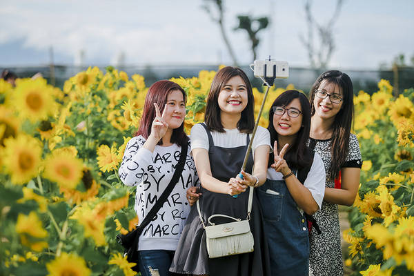 Vườn hướng dương Đà Nẵng thu hút nhiều bạn trẻ Vườn hướng dương Đà Nẵng thu hút nhiều bạn trẻ