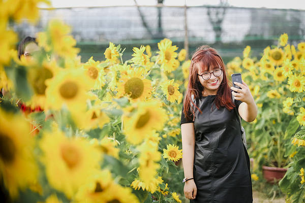 Hoa hướng dương vàng rực rỡ tại Đà Nẵng Hoa hướng dương vàng rực rỡ tại Đà Nẵng