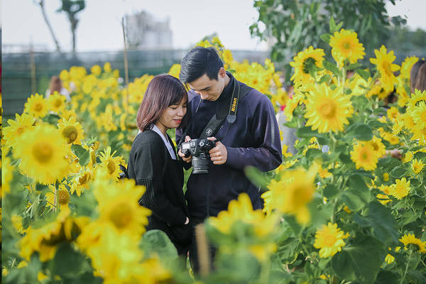Hoa hướng dương nở rộ trong vườn hướng dương Đà Nẵng Hoa hướng dương nở rộ trong vườn hướng dương Đà Nẵng