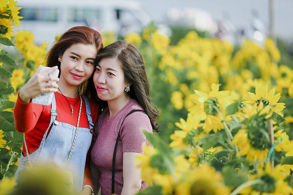 Bạn trẻ chụp ảnh tại vườn hướng dương Đà Nẵng Bạn trẻ chụp ảnh tại vườn hướng dương Đà Nẵng