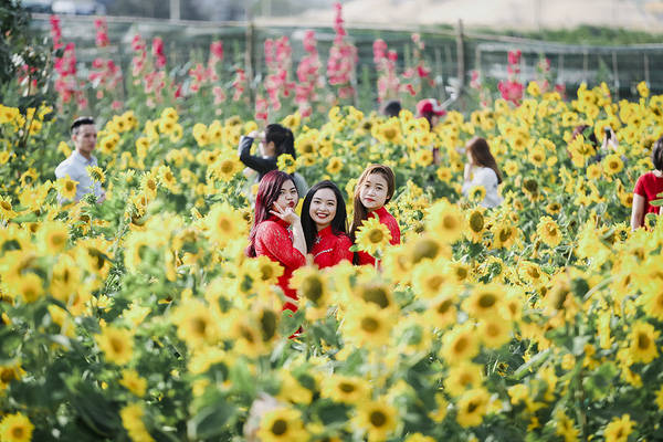 sau-da-lat-va-nghe-an-cuoi-cung-thi-gioi-tre-da-nang-cung-da-co-vuon-huong-duong-de-chup-hinh-ivivu-13