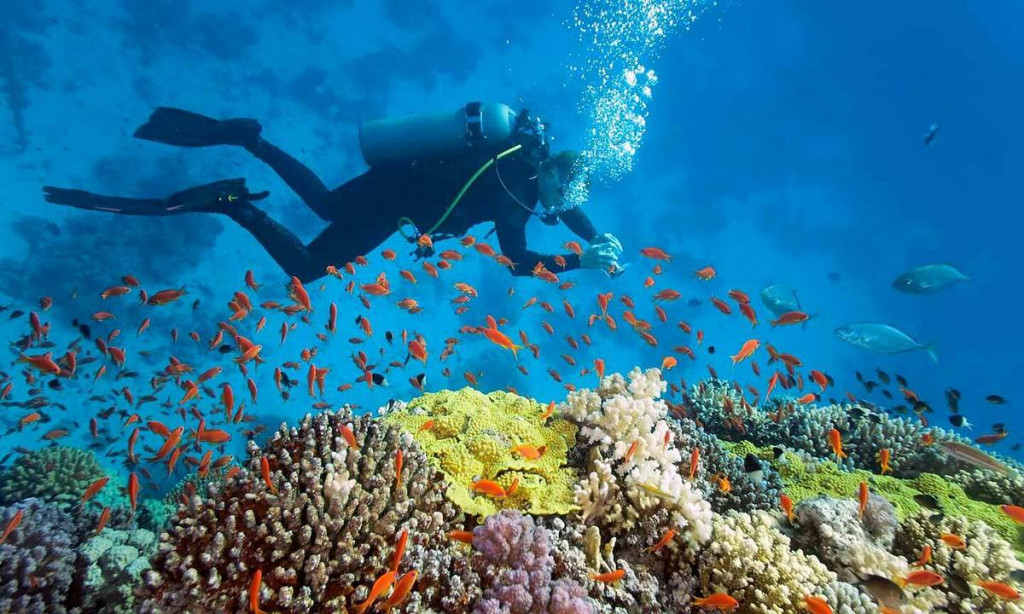 Scuba diving vui chơi dưới nước Nha Trang