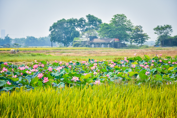 Ao sen nở rộ giữa ruộng lúa vàng La Chữ Huế