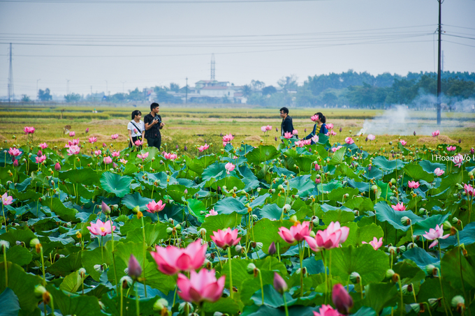 Ao sen La Chữ điểm chụp ảnh sen nở hồng