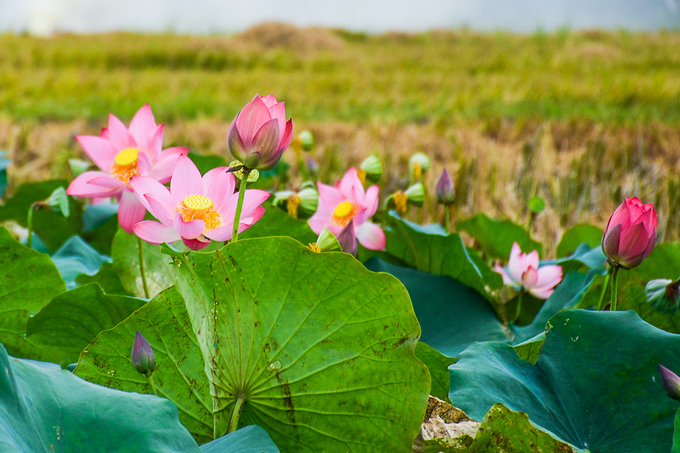 Ngắm sen nở hồng La Chữ và các điểm sen Huế