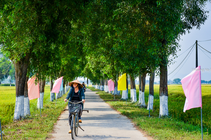Đường làng La Chữ dẫn đến sen nở hồng