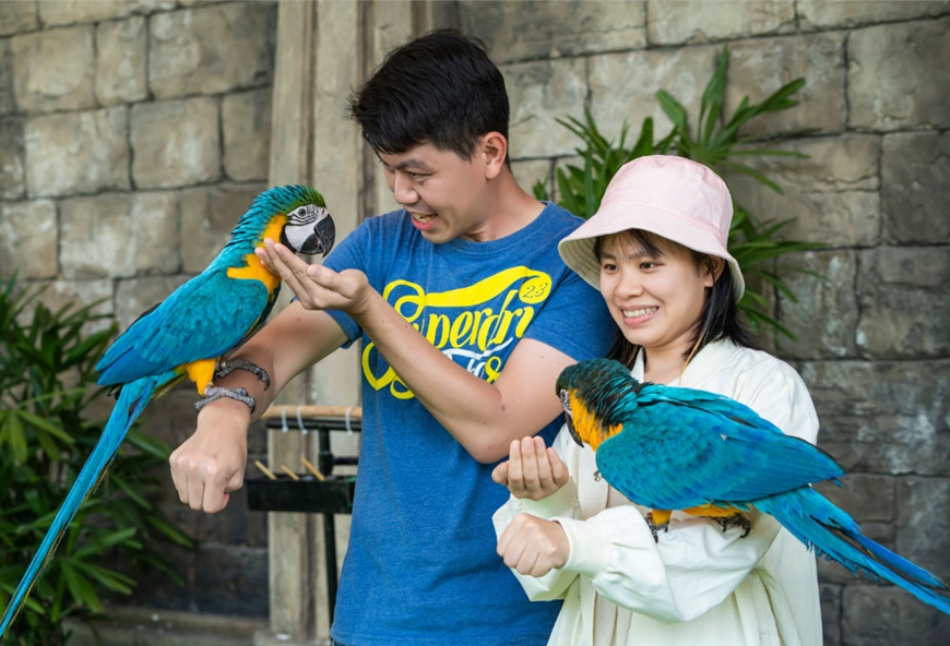 Vũ điệu chim trời với nhiều loài chim quý tại Hạ Long