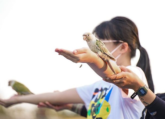 Vẹt Conure biểu diễn trong show Vũ điệu chim trời