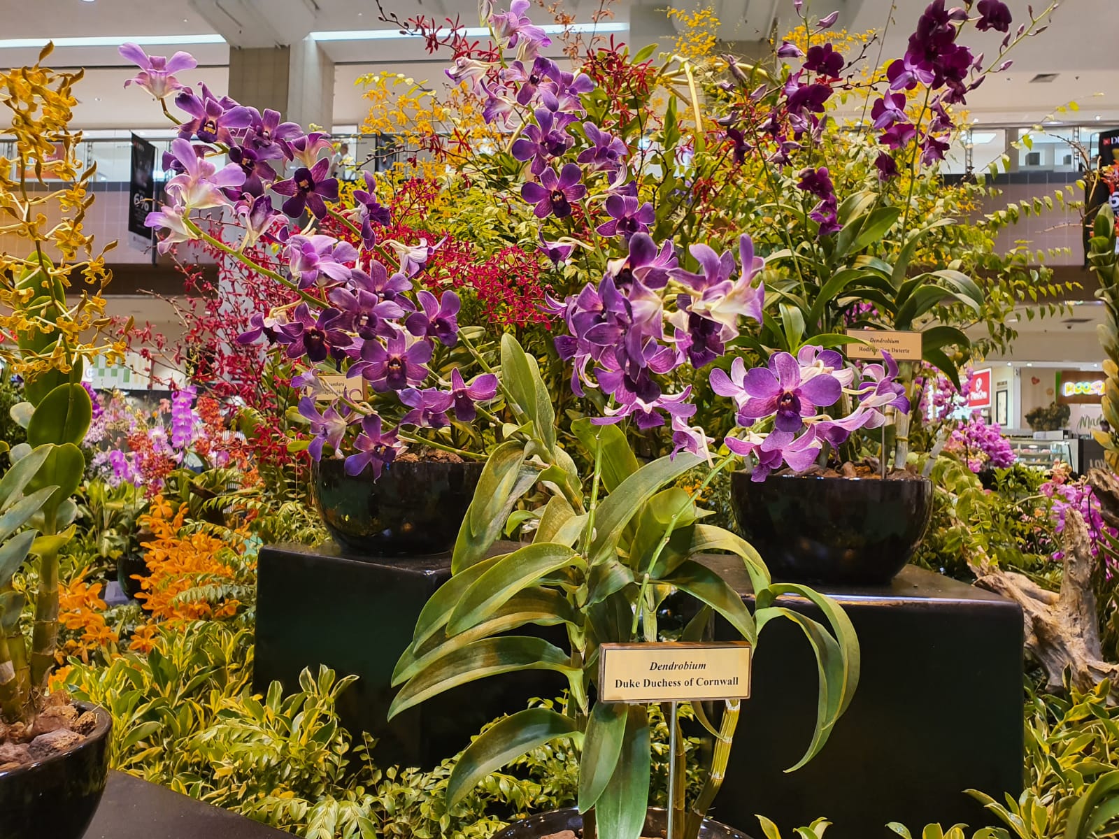 Triển lãm hoa ION Orchard Singapore Garden Festival
