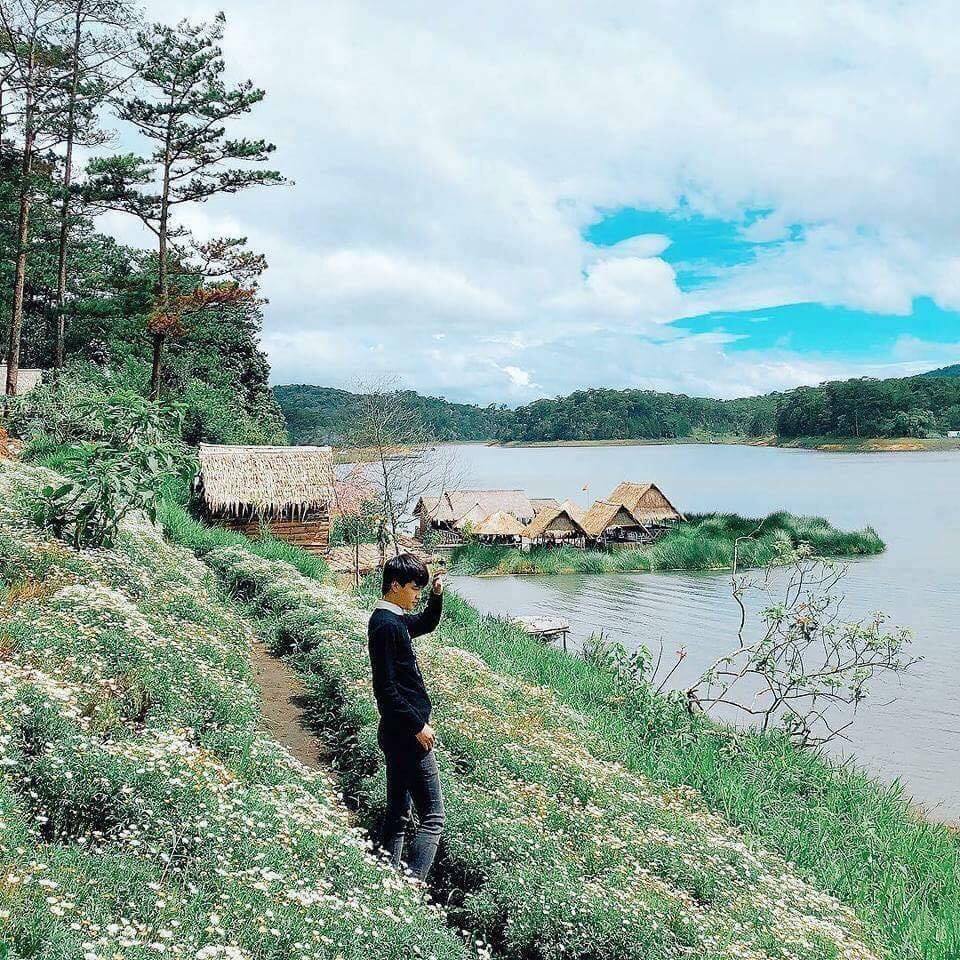Hình ảnh cúc họa mi tại Happy Hill Đà Lạt