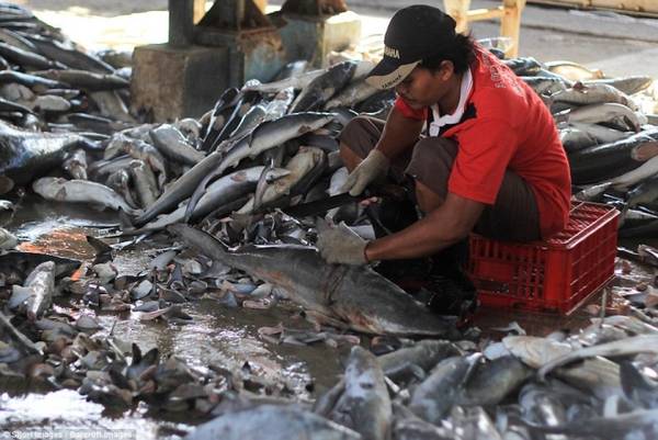Người đàn ông đang cắt vây cá mập trong phiên chợ ở Indramayu, Indonesia